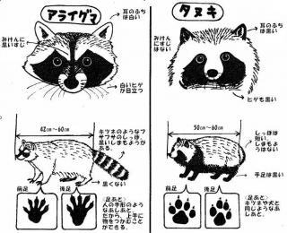 たぬきとかいう謎の生物ｗｗｗｗｗｗｗ