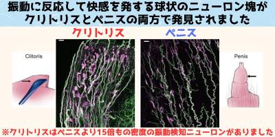 【画像】ク〇トリス、ペ〇スの１５倍もの快感があった