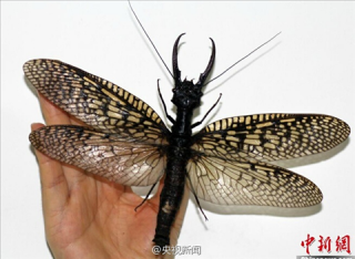 【画像】中国で発見された世界最大の昆虫が怖すぎる・・・・・