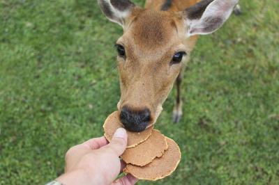 【画像】ＧＷ中に鹿がせんべえを食べない珍事ｗ ｗ ｗ ｗ ｗ
