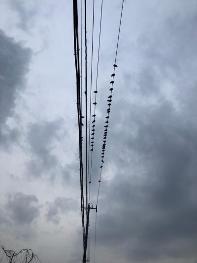 トラフ地震がくる 鳥の様子がおかしい 神奈川県