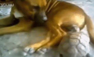 【驚愕GIF】亀に金玉を食いちぎられる犬をご覧くださいｗｗｗｗｗｗｗｗｗｗ